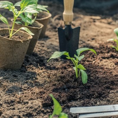 Planting into soil with garden shovel